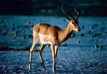 impala in the savannah