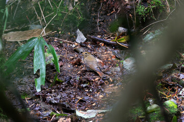 Narcissus Flycatcher that came to the spring water