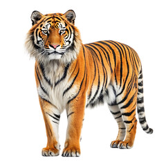 Fototapeta premium Majestic bengal tiger standing confidently full body portrait