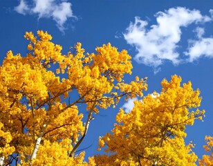Fototapeta premium Autumn trees against a vibrant sky