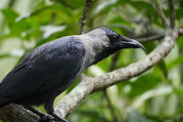 Fototapeta premium A lone black crow perched calmly on a tree branch against soft background, natural light highlighting feathers creating serene minimal wildlife portrait scene