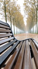 Bamboo forest path featuring a wooden park bench in a tranquil outdoor setting during autumn