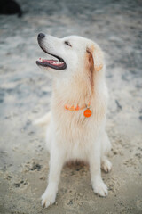 Portrait of a happy dog having fun at the beach 