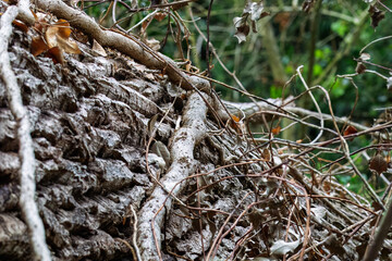 Woodland walk and natures textures, Baginton Warwickshire September 2025