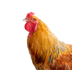 Close-up side portrait of a vibrant rooster with striking red comb and wattles, showcasing glossy golden-brown and black-tipped feathers.