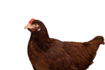Close-up side portrait of a vibrant hen with a striking red comb.