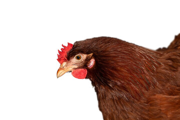 High resolution side profile of a hen with vibrant reddish-brown feathers and prominent red comb.