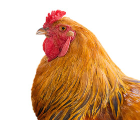 Close-up image of a proud rooster showing rich golden brown plumage with red facial features, bright comb.