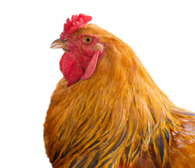 Close-up image of a proud rooster showing rich golden brown plumage with red facial features, bright comb.