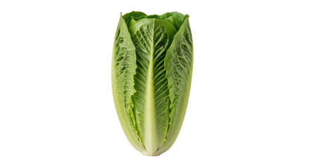 Romaine lettuce head, a fresh ingredient for salads isolated PNG with Transparent Background