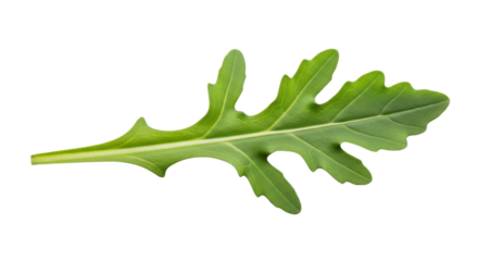 Single fresh green arugula leaf isolated PNG with Transparent Background