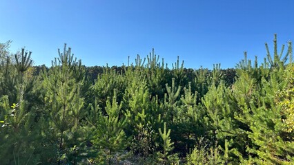 Forest pine tree background with green needles. Nature, forest and ecology concept, environmental themes