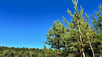 Forest pine tree background with green needles. Nature, forest and ecology concept, environmental...