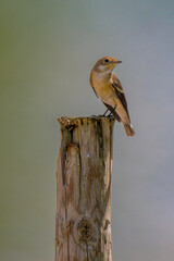 Un gorrión en Madrid, en el Parque Juan Carlos 1