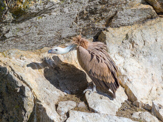 Un buitre leonado posado en su buitrera en la Sierra de Guadarrama