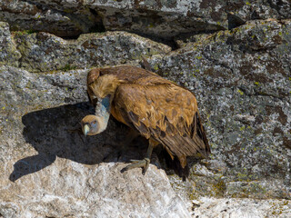 Un buitre leonado posado en su buitrera en la Sierra de Guadarrama