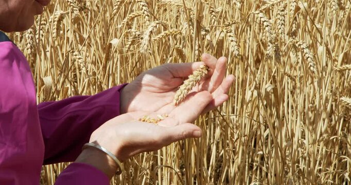 A woman in a wheat field holds and examines a grain of wheat in her hands. A bright day.