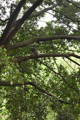 vogel, bird, colombia, medellin, 