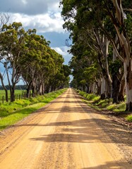 Country road lined with trees