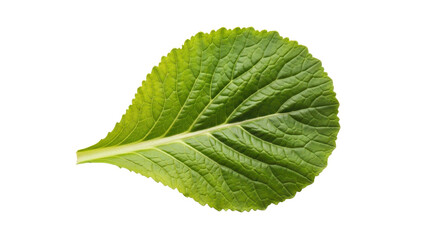 Fototapeta premium Close-up of Vibrant Green Textured Leaf Isolated on White Background