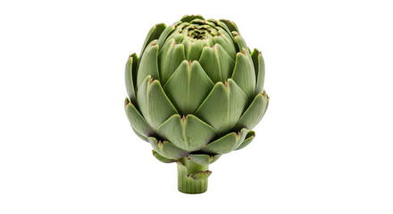 Obraz premium Fresh Green Globe Artichoke Isolated Product Shot on White Background