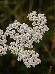 A bunch of white flowers with yellow centers © Jill Dundee