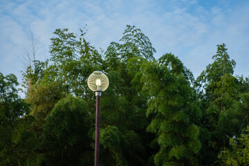 夕暮れ時に灯る丸い街灯と笹林