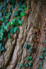 Woodland walk and natures textures, Baginton Warwickshire September 2025