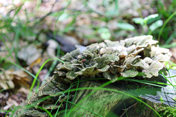 Gray-green bracket fungi with wavy edges grow on an old, decaying tree stump, surrounded by thin blades of grass. This macro photograph captures the details of texture and symbolizes the natural cycle