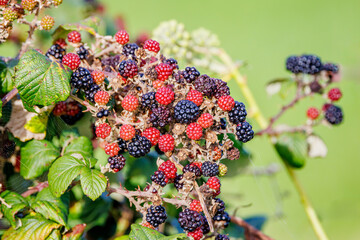 Blackberries Ripening Autumn