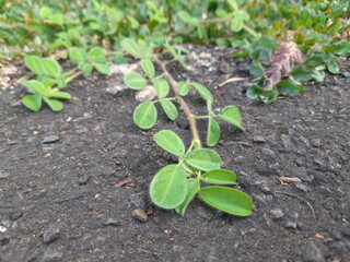 Close up of green leaves for backgrounds. Desmodium triflorum plants