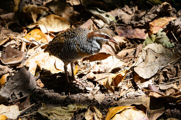 Naklejka premium A Slaty-legged Crake (Rallina eurizonoides) Foraging on the Forest Floor
