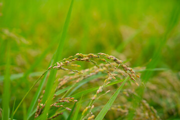Rice. A large area of rice seedlings growing in the fields of Korea.
