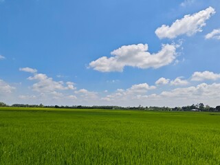 green grass and blue sky