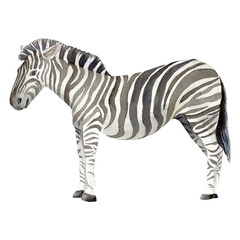 Hand-drawn watercolor zebra. No background. Safari park. Wall decal. Encyclopedia.