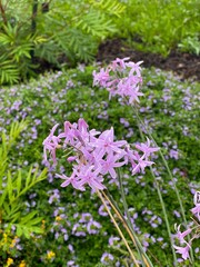 purple flowers in the garden