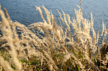 Fototapeta premium A wheat field with bright sun in the background, golden wheat, and the background is dark blue. Dry grass by the lake.