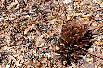 A close up shot captures a detailed view of a pine cone surrounded by fallen leaves and twigs, creating a natural, earthy composition.