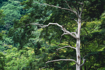 A magnificent maple tree in the middle of a lush Japanese forest.