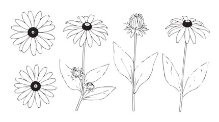 Line art floral elements wildflowers flowers nature botanical sketch drawing isolated silhouette