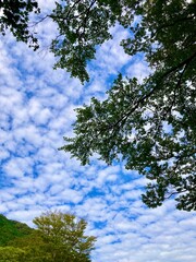 秋空の鱗雲と緑の木々