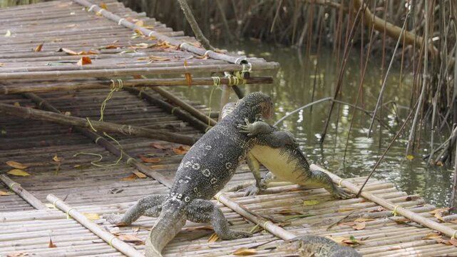 Slow motion close up of two water monitor lizards fighting standing on hind legs biting and scratching each other symbolizing wild reptile aggression, predator survival, jungle power, science and