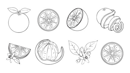 Fresh orange citrus fruit variety watercolor sketch elements collection for healthy lifestyle designs silhouette