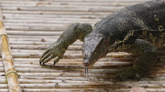 Close up slow motion of tropical water monitor lizard head turning and tongue movement symbolizing dangerous reptile, wild biodiversity, eco tourism, science research and wildlife documentary
