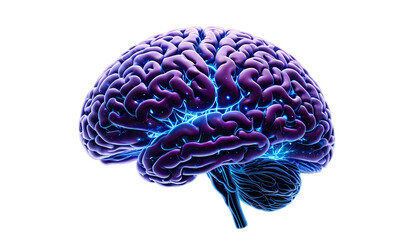 3D rendered human brain, vibrant purple and blue tones,  glowing neural pathways