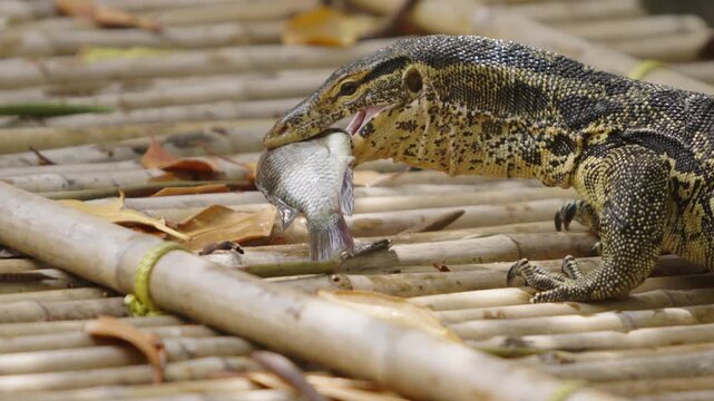 Close up slow motion of tropical water monitor lizard eating fish prey symbolizing predator danger, wild reptile feeding, natural survival, eco tourism exploration, biodiversity research and wildlife