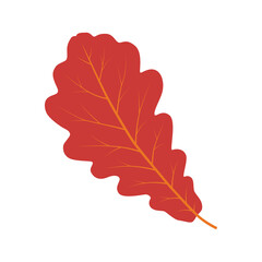 Oak leaf. Color vector illustration. PNG with transparent background.	