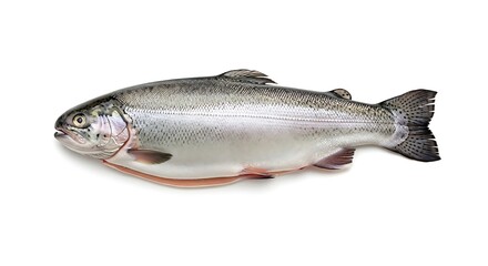 Obraz premium Fresh Rainbow Trout - Silver Scales, Detailed Fins, Isolated on White Background.