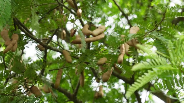 Close-up of brown tamarind seed pods hanging from tree branch in natural light