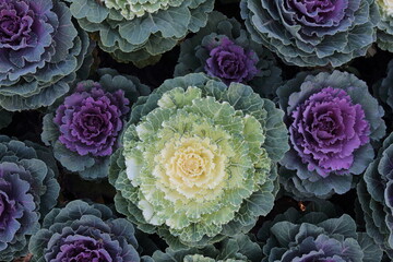 Ornamental cabbage (Brassica oleracea) in autumn garden